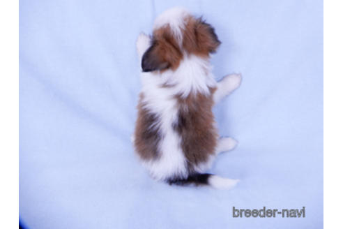 成約済の千葉県のパピヨン-155939の3枚目