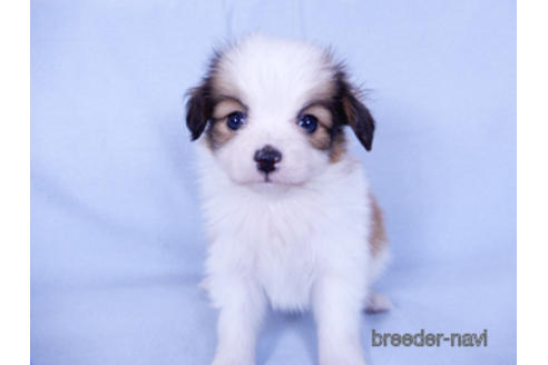 成約済の千葉県のパピヨン-155939の2枚目