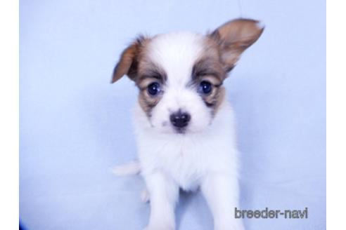 成約済の千葉県のパピヨン-155929の8枚目