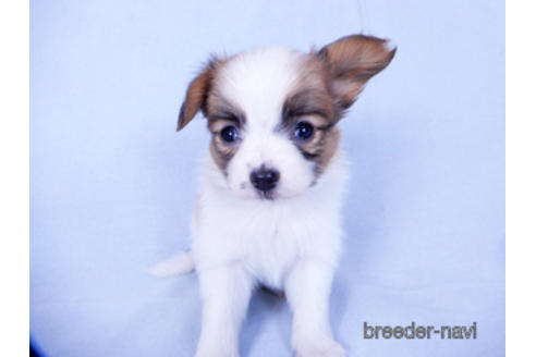 成約済の千葉県のパピヨン-155929の7枚目