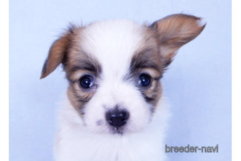 成約済の千葉県のパピヨン-155929の6枚目