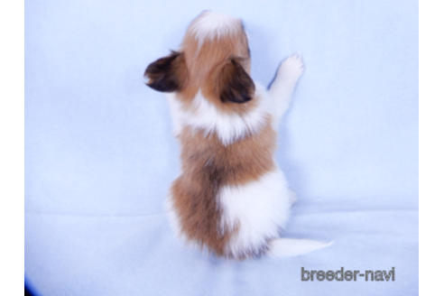 成約済の千葉県のパピヨン-155929の5枚目