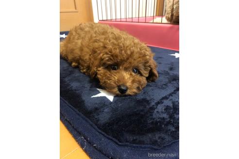 成約済の愛知県のトイプードル-151688の2枚目