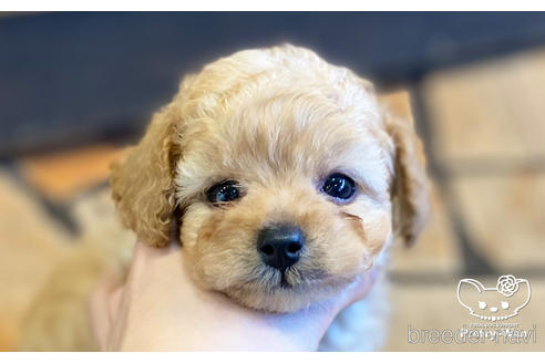 成約済の愛知県のタイニープードル-154792