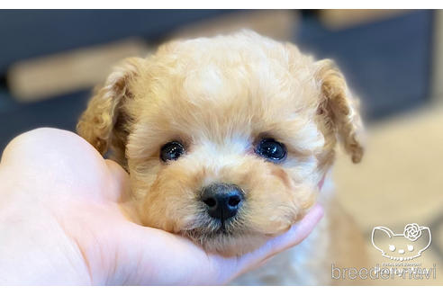 成約済の愛知県のタイニープードル-154791の5枚目