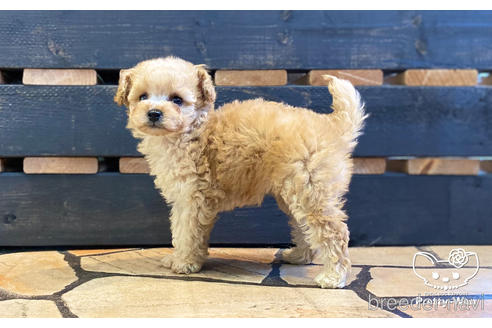 成約済の愛知県のタイニープードル-154791の2枚目