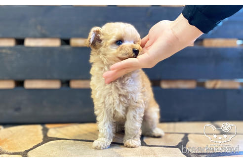 成約済の愛知県のタイニープードル-154791の3枚目