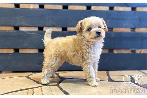 成約済の愛知県のタイニープードル-154791の4枚目