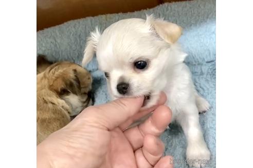 成約済の神奈川県のチワワ(ロングコート)-155347の55枚目