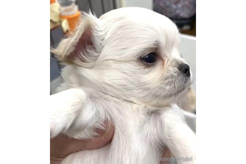 成約済の神奈川県のチワワ(ロングコート)-155347の54枚目