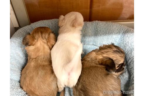 成約済の神奈川県のチワワ(ロングコート)-155347の49枚目