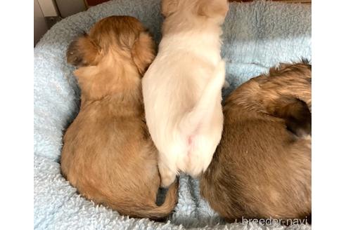 成約済の神奈川県のチワワ(ロングコート)-155349の21枚目