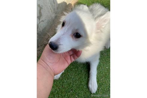 長野県の日本スピッツ 男の子 21 07 31生まれ 元気いっぱいに遊んでいます 子犬id ブリーダーナビ