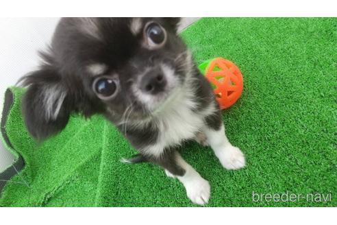 成約済の兵庫県のチワワ(ロングコート)-157375の1枚目