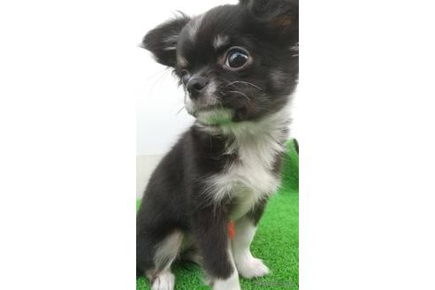 成約済の兵庫県のチワワ(ロングコート)-157375の7枚目