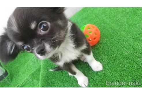 成約済の兵庫県のチワワ(ロングコート)-157375の6枚目