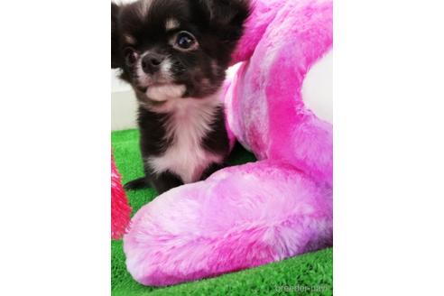 成約済の兵庫県のチワワ(ロングコート)-157375の5枚目