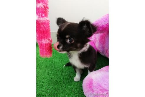 成約済の兵庫県のチワワ(ロングコート)-157375の3枚目