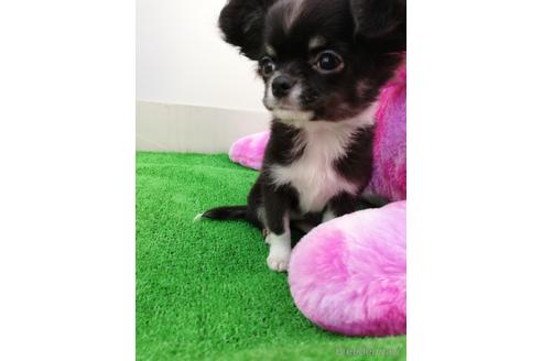 成約済の兵庫県のチワワ(ロングコート)-157375の2枚目