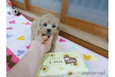 成約済の熊本県のマルプー:マルチーズ×トイプードル-157420の2枚目
