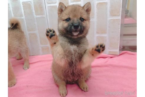 成約済の東京都の豆柴-157428の5枚目