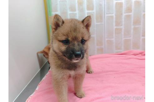 成約済の東京都の豆柴-157428の6枚目