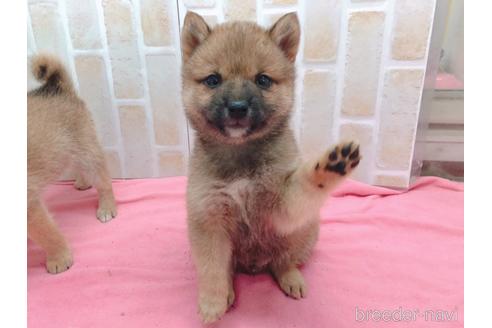 成約済の東京都の豆柴-157428の1枚目