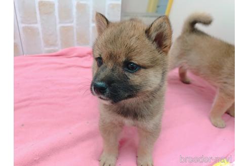 成約済の東京都の豆柴-157428の7枚目