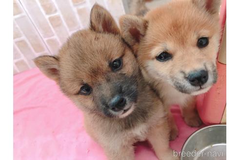 成約済の東京都の豆柴-157428の8枚目