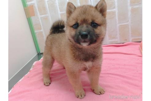 成約済の東京都の豆柴-157428の9枚目