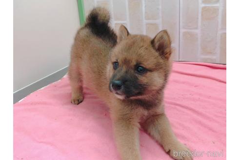 成約済の東京都の豆柴-157428の10枚目