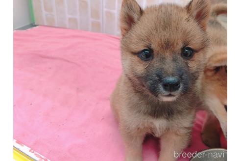 成約済の東京都の豆柴-157428の11枚目