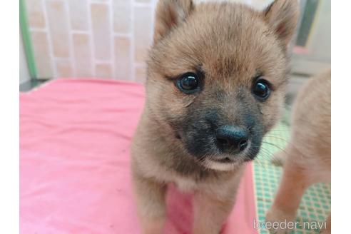 成約済の東京都の豆柴-157428の12枚目