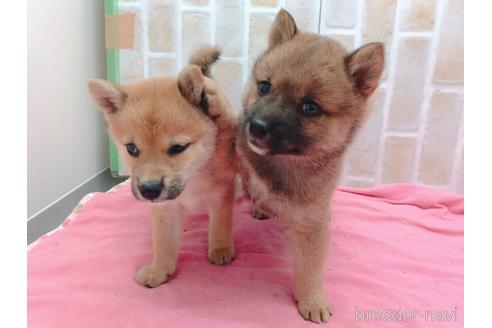 成約済の東京都の豆柴-157428の13枚目