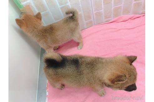 成約済の東京都の豆柴-157428の2枚目