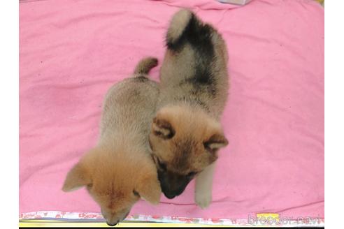 成約済の東京都の豆柴-157428の3枚目