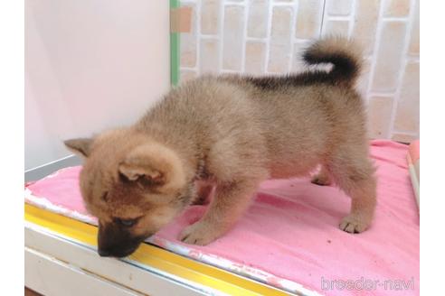 成約済の東京都の豆柴-157428の4枚目