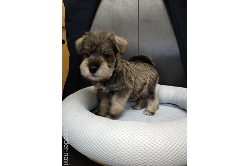 成約済の栃木県のミニチュアシュナウザー-154727の5枚目