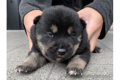 成約済の長崎県の柴犬-157443
