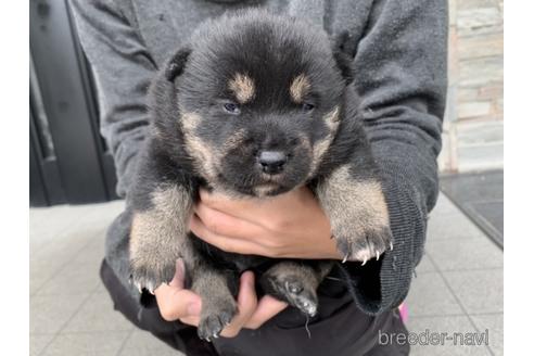 成約済の長崎県の柴犬-157443の5枚目