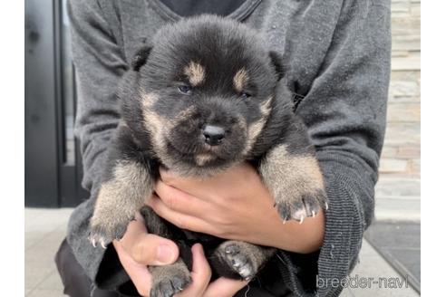 成約済の長崎県の柴犬-157443の4枚目