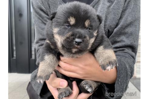 成約済の長崎県の柴犬-157443の3枚目