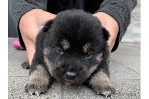 成約済の長崎県の柴犬-157443の2枚目