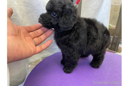 成約済の山梨県のトイプードル-157451の2枚目