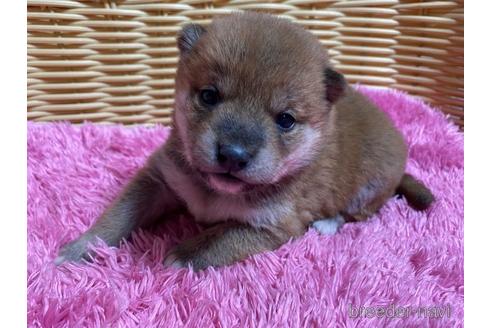 成約済の秋田県の豆柴-157470の21枚目