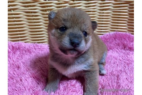 成約済の秋田県の豆柴-157470の20枚目