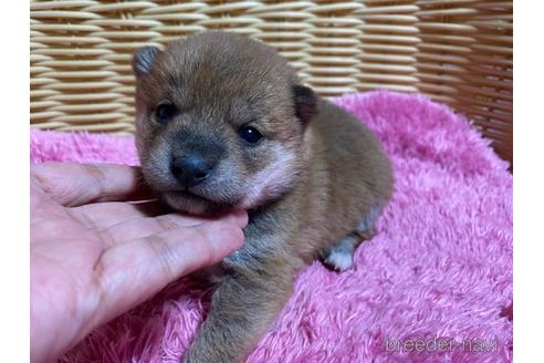 成約済の秋田県の豆柴-157470の19枚目