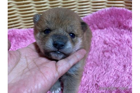 成約済の秋田県の豆柴-157470の18枚目