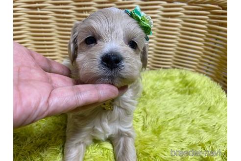 成約済の秋田県のマルプー:マルチーズ×トイプードル-157476の5枚目