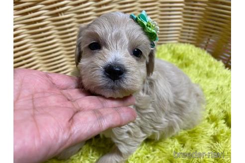 成約済の秋田県のマルプー:マルチーズ×トイプードル-157476の3枚目